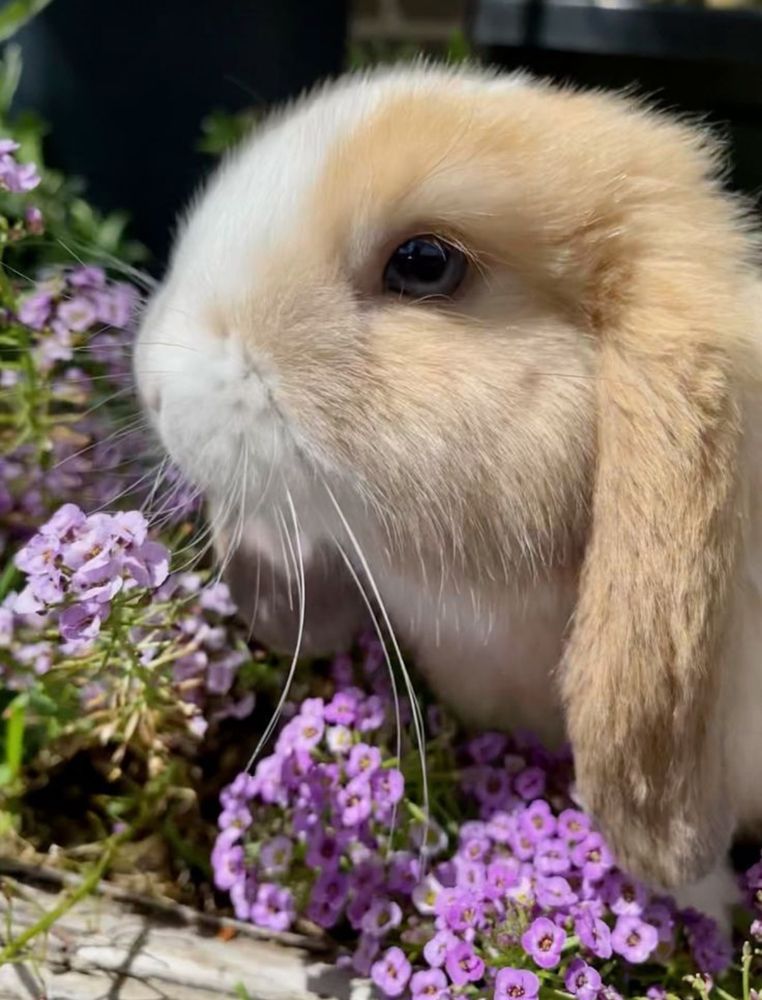 A light brown and white bunny with long ears sits among clusters of vibrant purple flowers.
