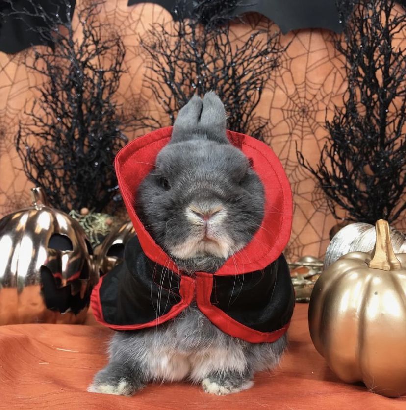 A gray bunny dressed as a vampire with a red and black cape sits among metallic pumpkins and spooky decor.