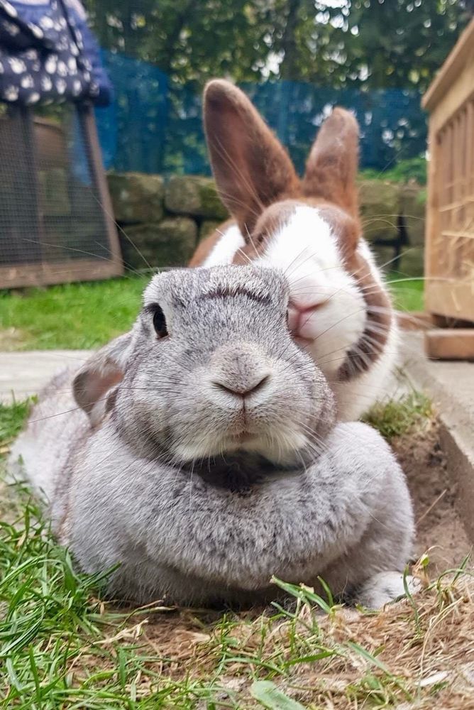 Two bunnies are snuggled close outdoors; a gray one calmly in front and a brown and white one behind. 