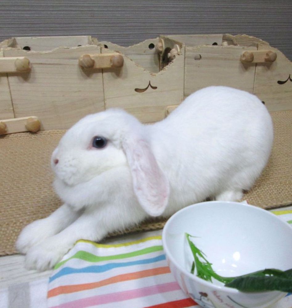 A white bunny stretches on a mat beside a colorful striped cloth and an empty bowl with a leaf.