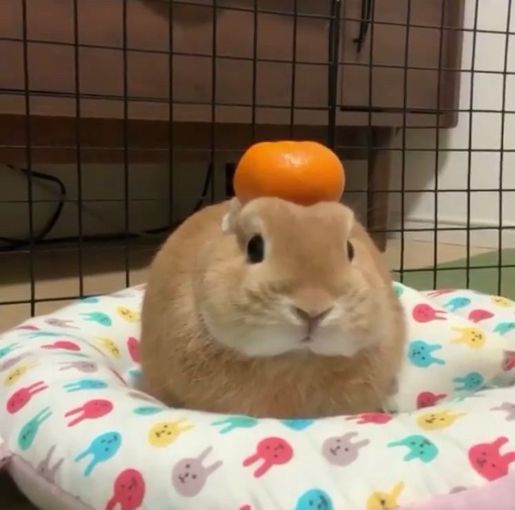 A brown bunny sits on a colorful cushion with an orange resting on its head.