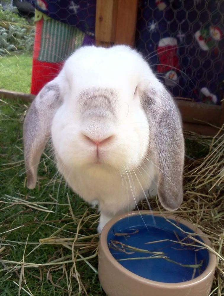 A white and gray lop-eared bunny gazes at the camera near a bowl of water, surrounded by hay.