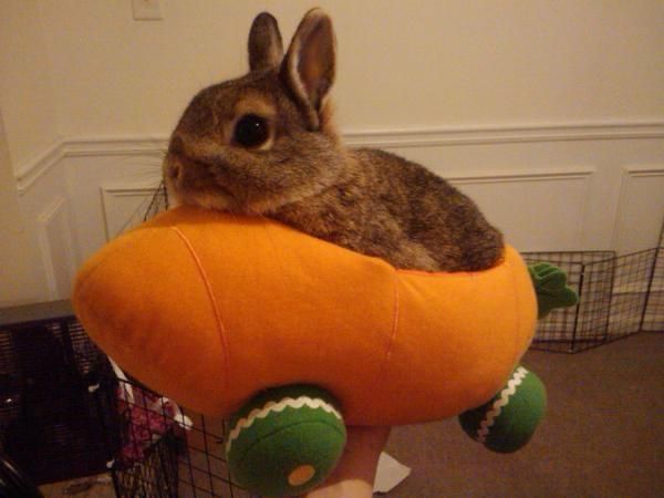 A brown bunny sits in an orange, carrot-shaped plush toy with green wheels, held by a hand.
