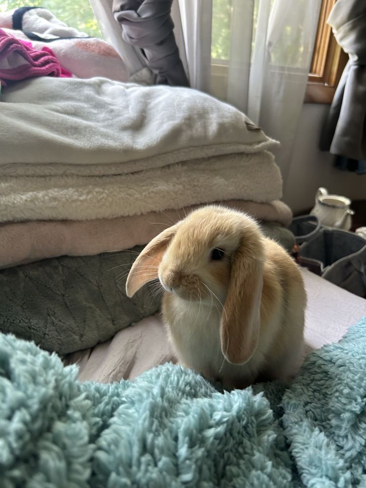A light brown lop-eared bunny sits on a bed, surrounded by soft blankets in pastel colors.