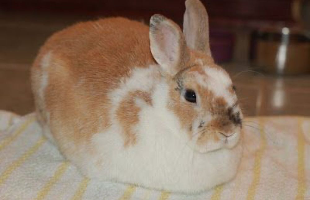 A light brown and white bunny rests on a striped towel indoors.
