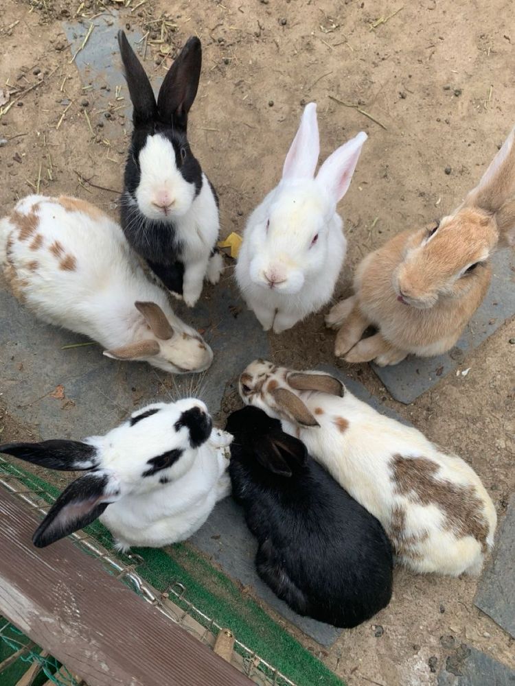 A group of seven bunnies huddle on a dirt and stone surface. They display a variety of colors: black, white, brown, and spotted.