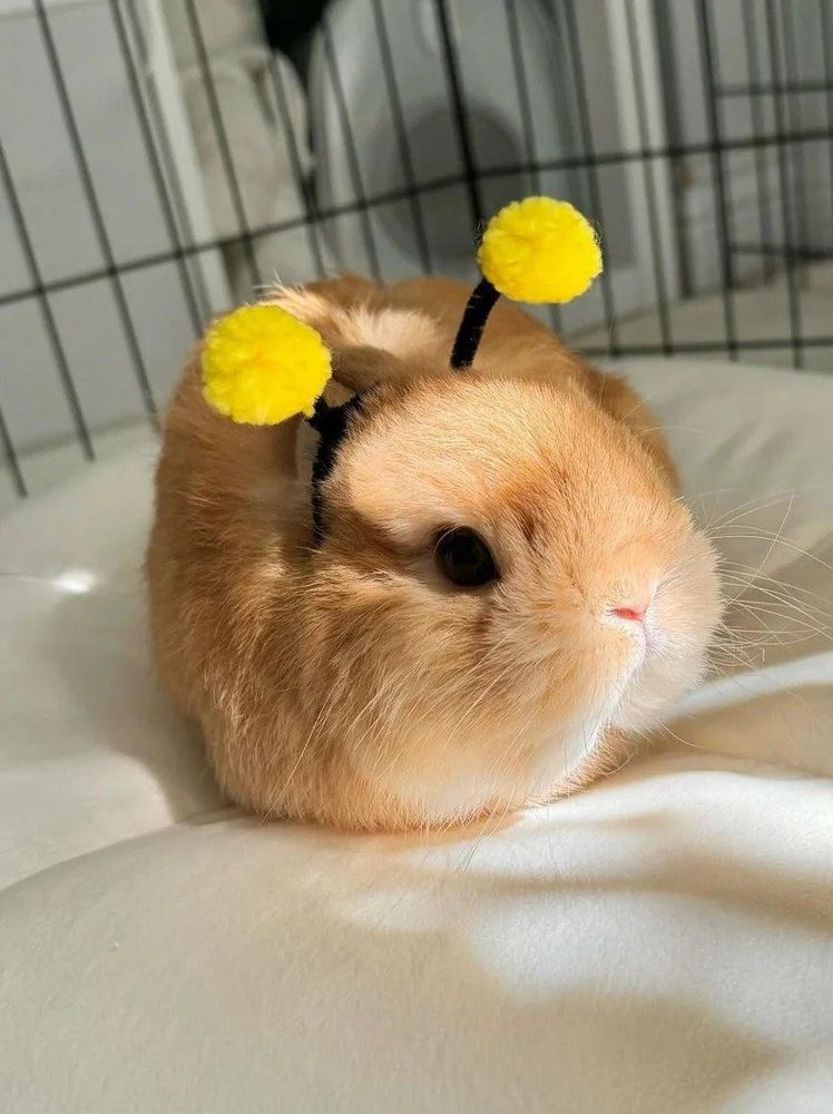 A brown bunny wearing yellow pom-pom antennas lies on a soft white surface. Sunlight highlights its fur.
