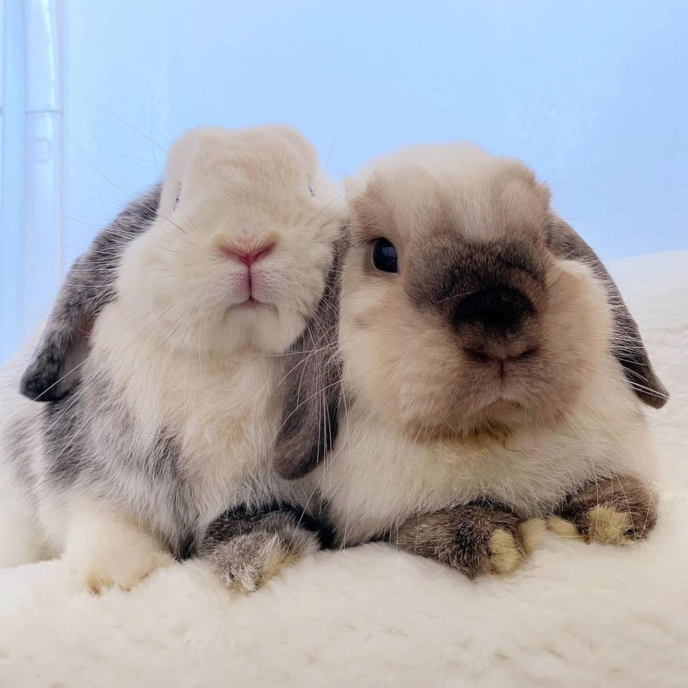 Two lop bunnies snuggle closely on a soft white surface. Their fur is a mix of grey, white, and brown.