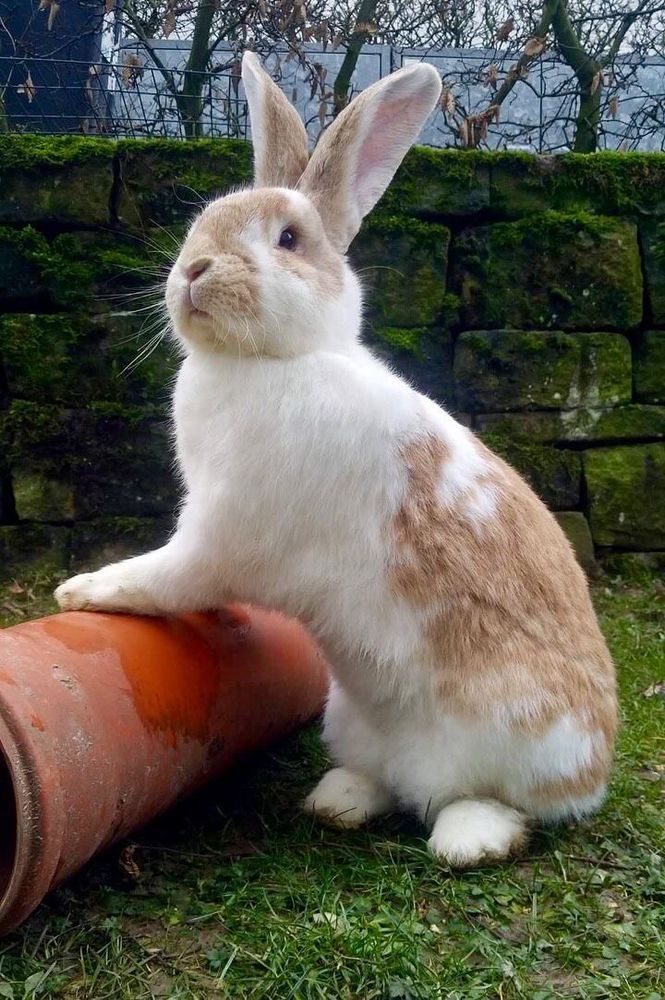 A brown and white bunny stands with paws on a rusty metal pipe, set against a mossy stone wall.