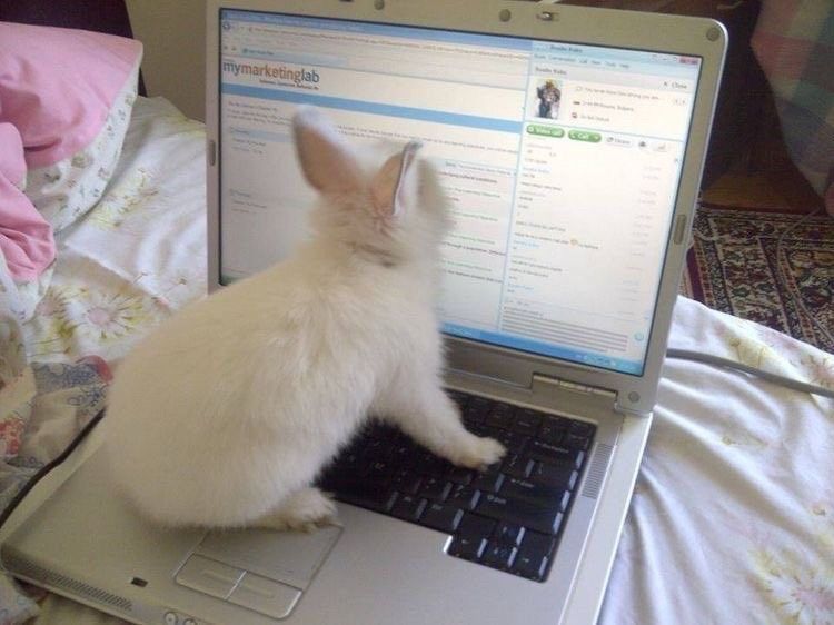 A white bunny is sitting on a laptop keyboard, appearing to look at the screen showing a website.