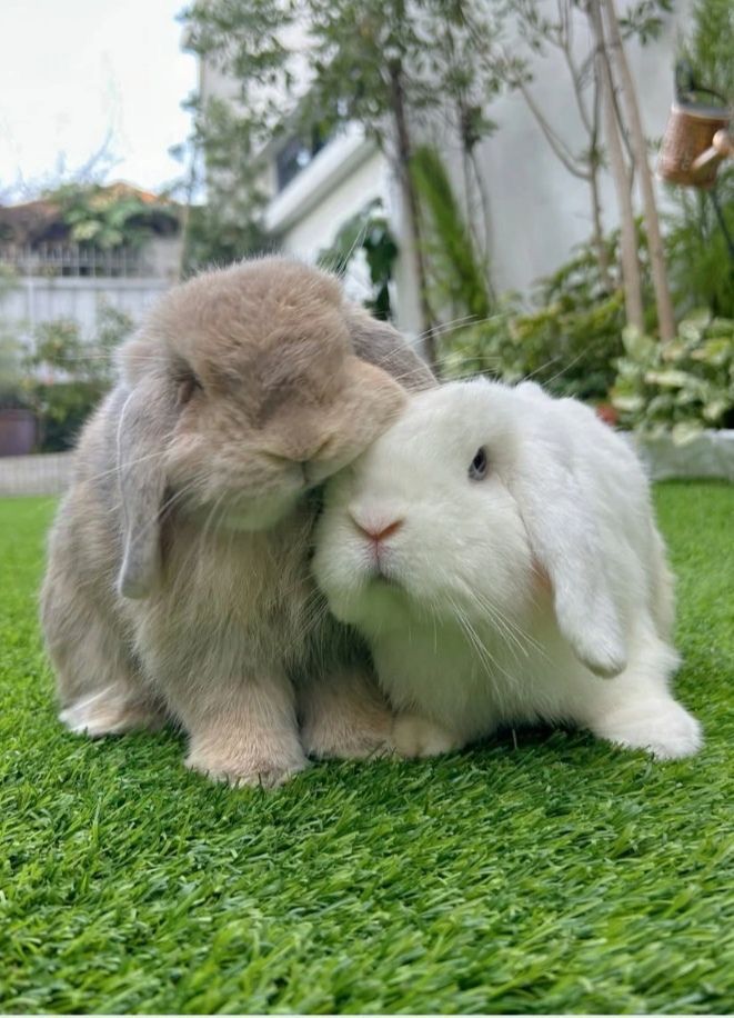Two bunnies, one gray and one white, cuddle closely on lush green grass in a serene garden.