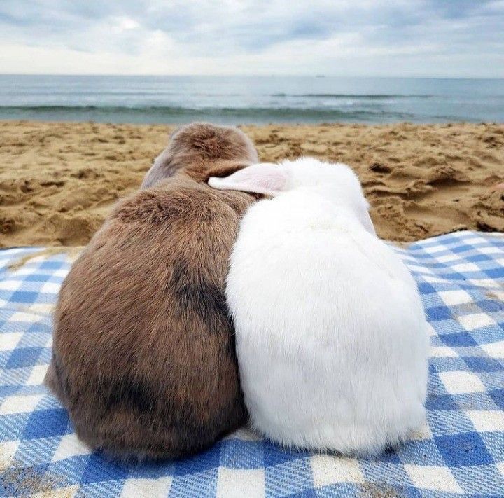 Back view of two bunnies, one brown and one white, sitting together on a blue and white checkered blanket by the beach.