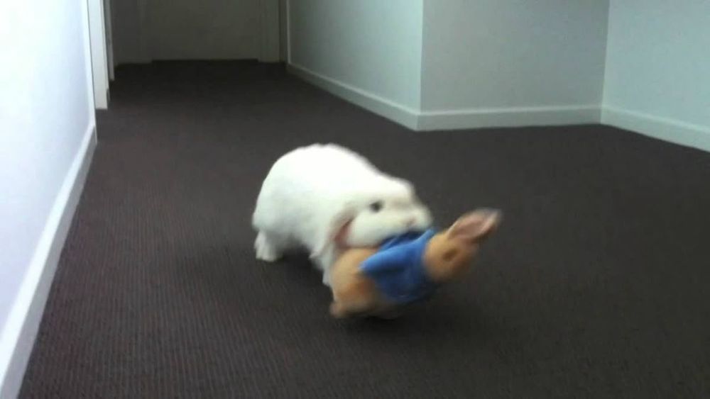 A white bunny carries a brown stuffed toy wearing a blue outfit down a hallway with white walls and a dark carpet.