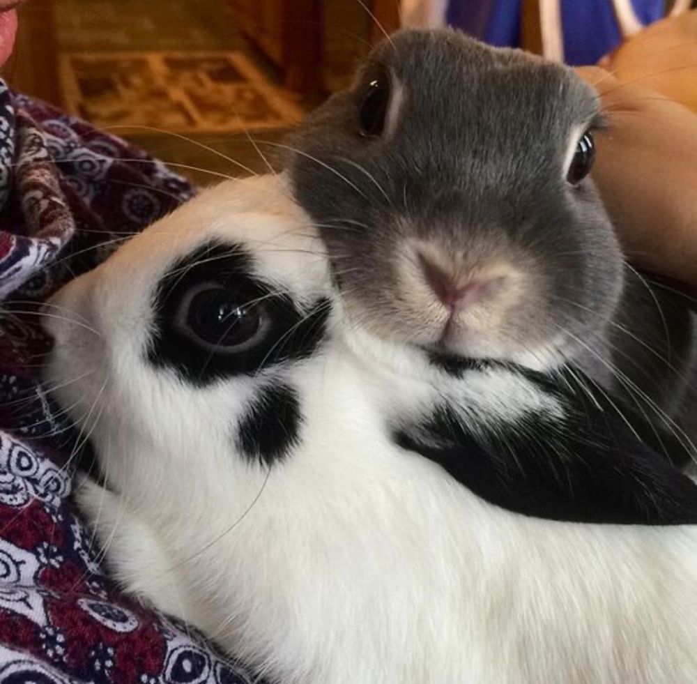 Two bunnies snuggle closely, with one gray and white and the other black and white.