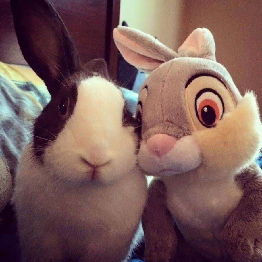 A black and white bunny and a gray plush toy bunny are closely snuggled together.
