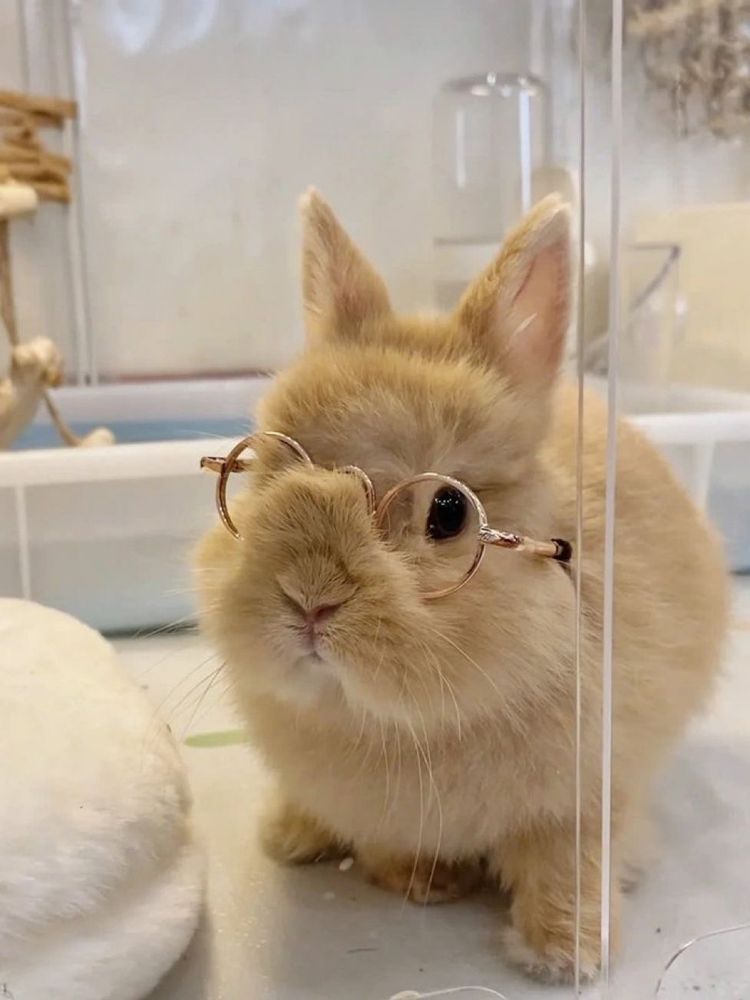 A light brown bunny wearing small round, thin-framed glasses.