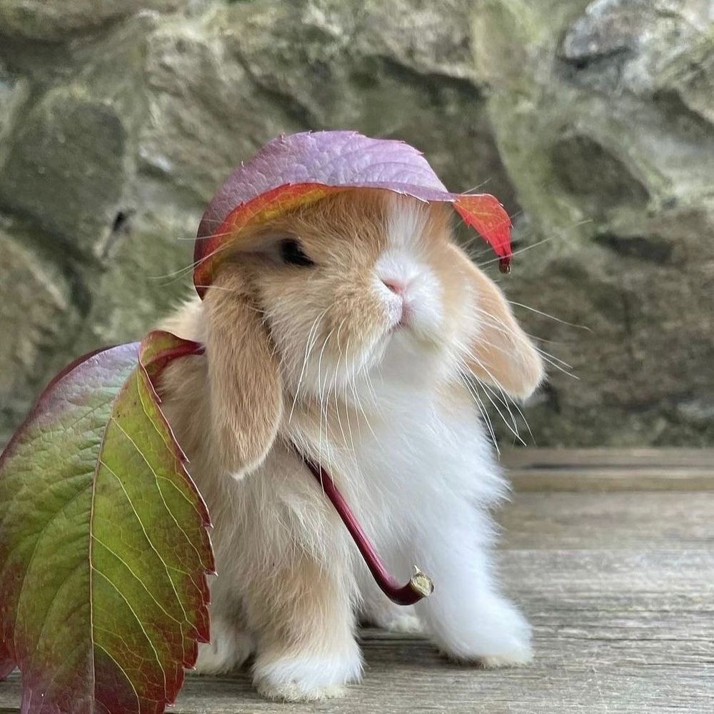 A brown and white bunny wears a large red-brown leaf like a hat.