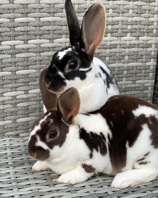 Two bunnies with black-and-white fur rest on a woven gray chair. Their ears are perked up.