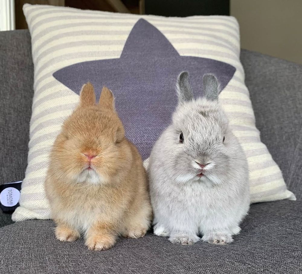 Two bunnies, one brown and one gray, sit side by side on a gray couch. Behind them is a pillow with a star design.