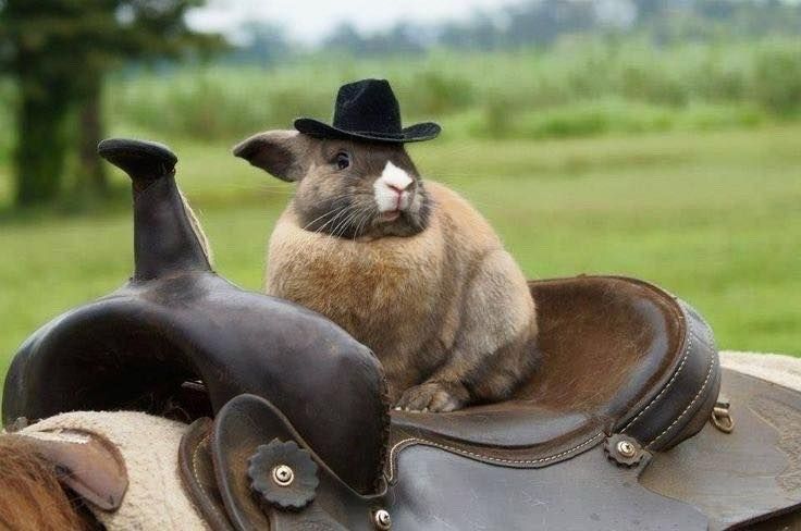 A bunny wearing a small cowboy hat sits on a leather saddle. The background features blurred green fields.