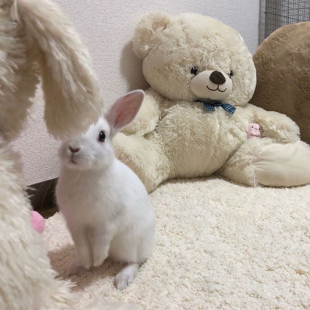 A white bunny stands on its hind legs, looking at a large white plush toy. A plush bear with a bow tie is visible in the background.