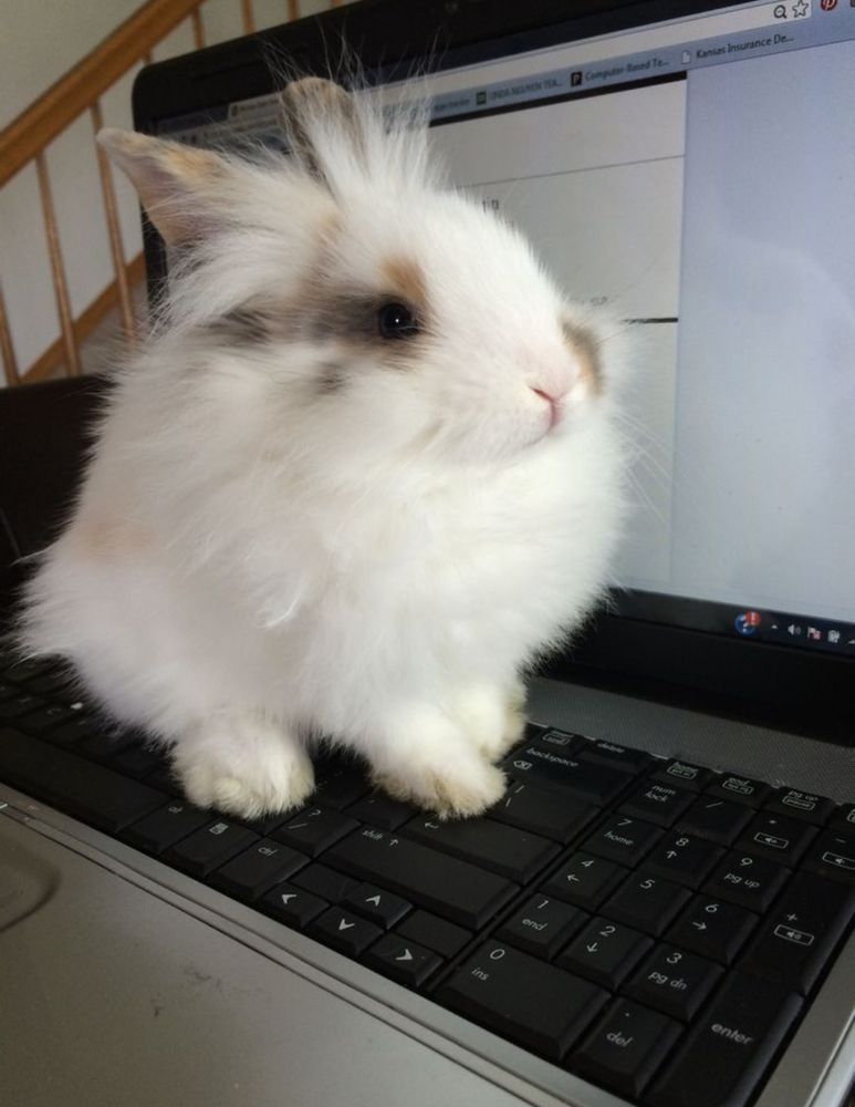 A white bunny with brown and black markings sits on a black laptop keyboard. 