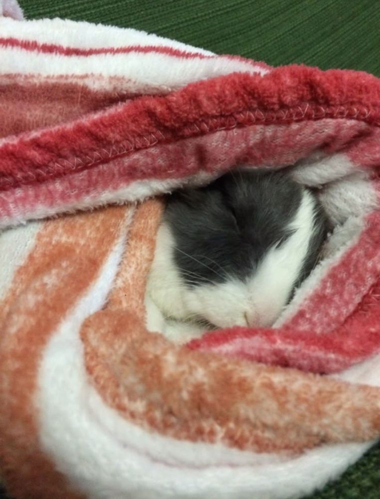 A black and white bunny sleeps peacefully, wrapped in a cozy, multicolored blanket with red and orange tones.