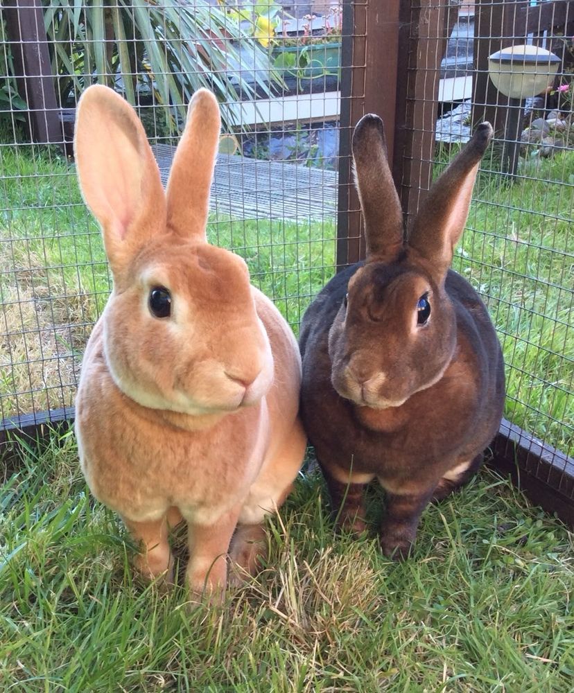 Two bunnies, one light brown and one dark brown, sit closely together on grass inside a wire enclosure, looking at the camera.