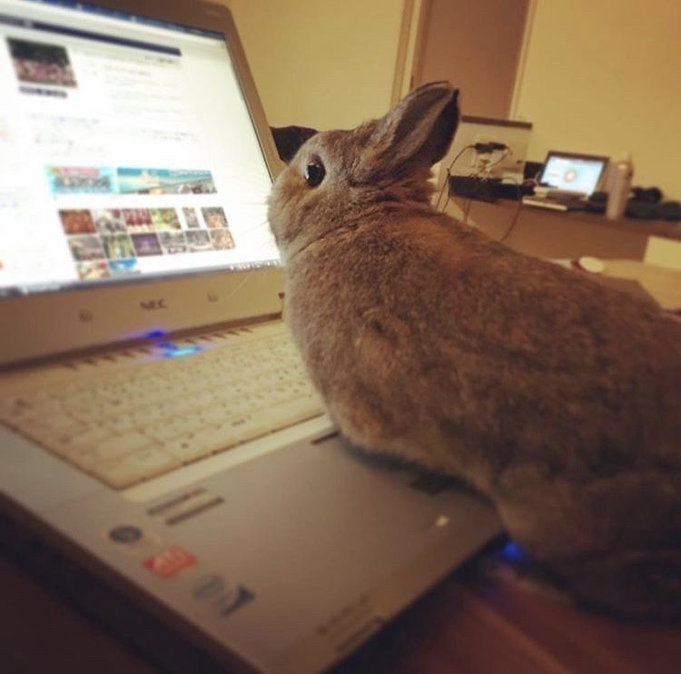 A brown bunny sits on an open laptop keyboard, gazing at a bright screen with web pages.