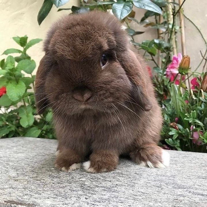 A brown bunny with white-tipped paws sits on a stone surface. Behind it are green leaves and pink flowers.