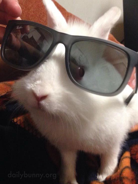 A white bunny wearing oversized black sunglasses, sitting on a patterned blanket.
