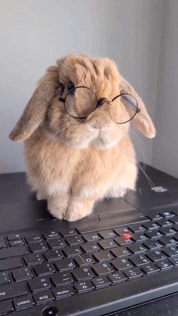 A light brown bunny wearing small round glasses sits on a laptop keyboard.