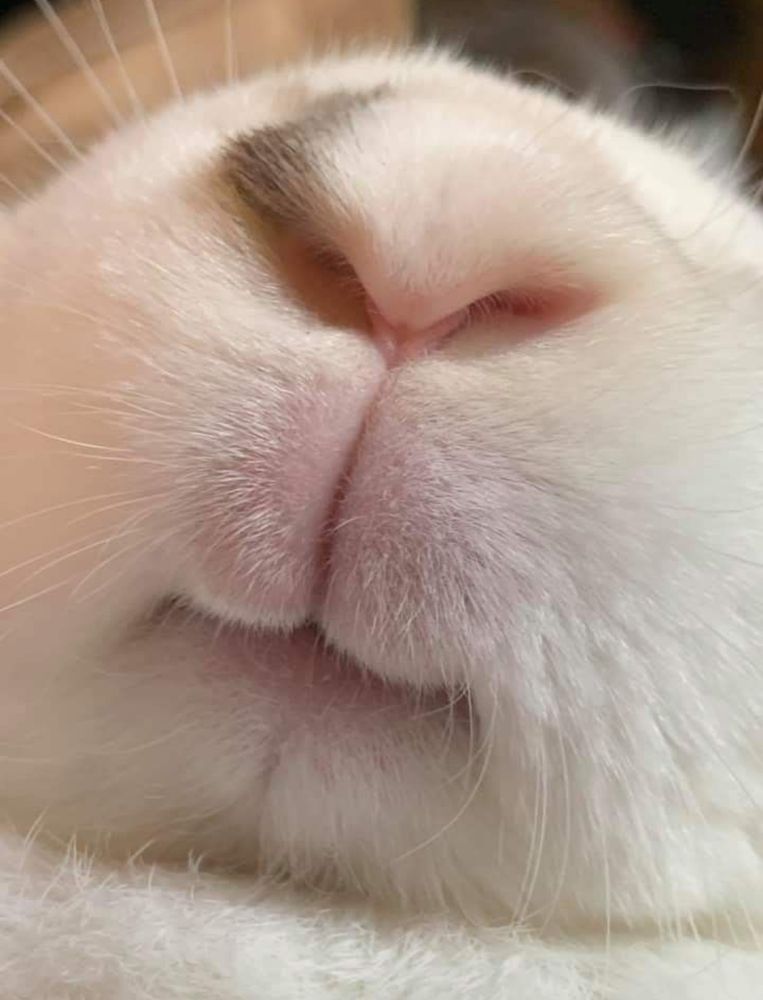 Close-up of a bunny's nose and mouth. The fur is soft and white, with a hint of pink on the nose and lips.
