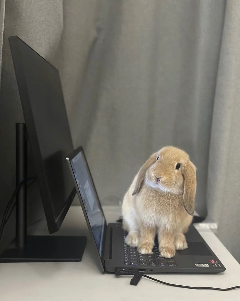 A brown bunny sits on an open laptop keyboard, with a monitor in the background and gray curtains.
