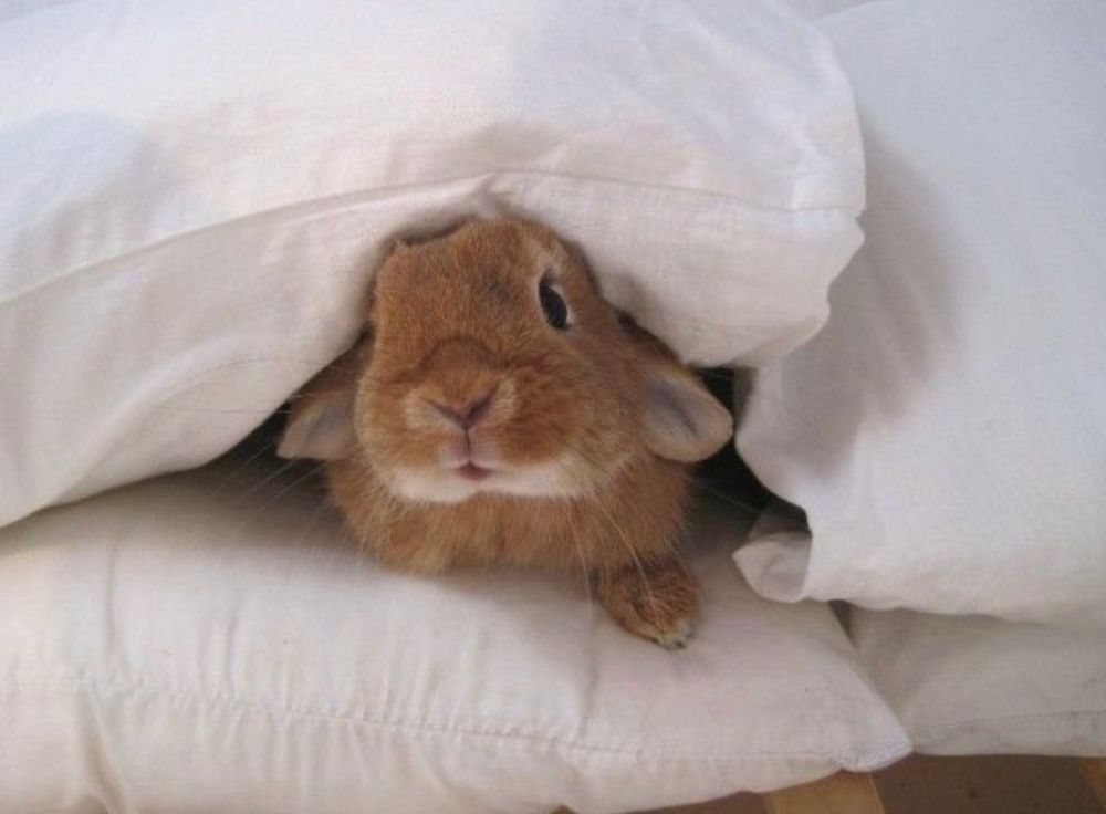 A brown bunny peeks out from between two white pillows, looking directly at the camera.