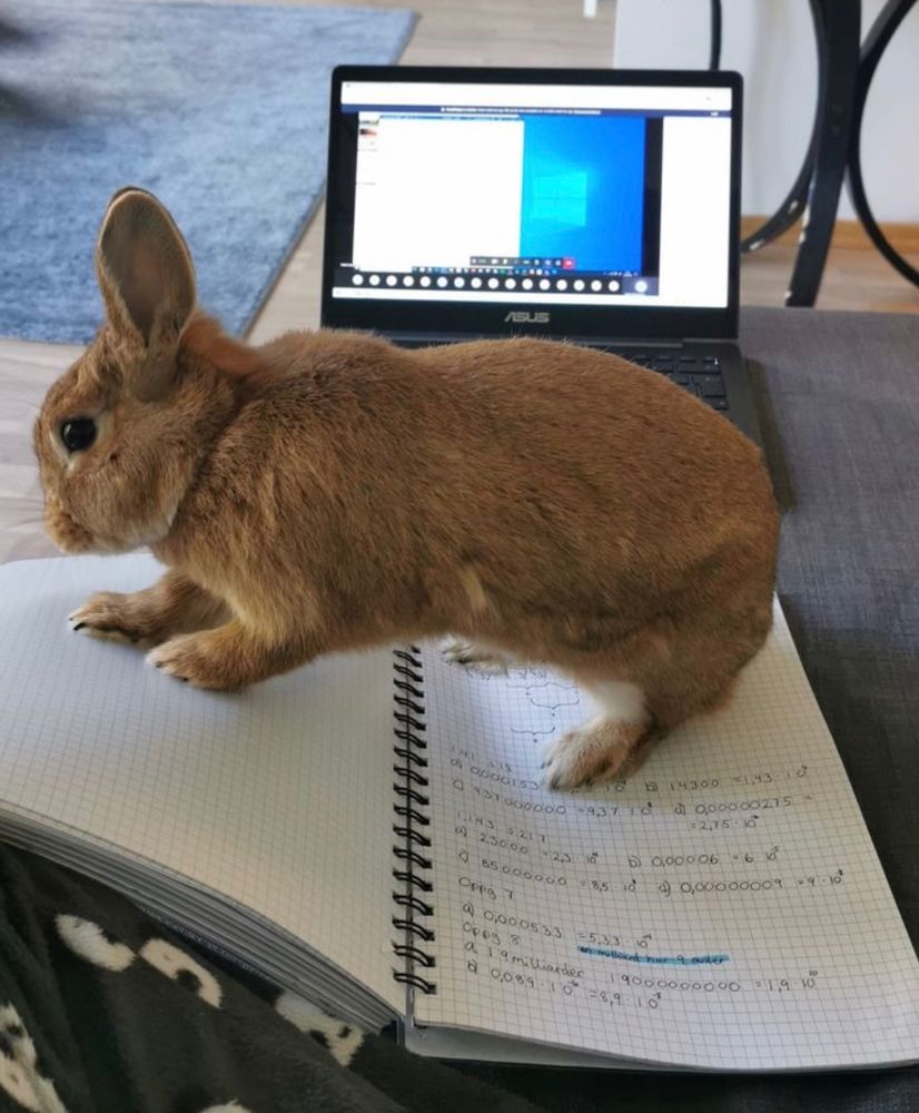A brown bunny sits on an open notebook filled with handwritten notes, resting on a lap. A laptop is in the background.