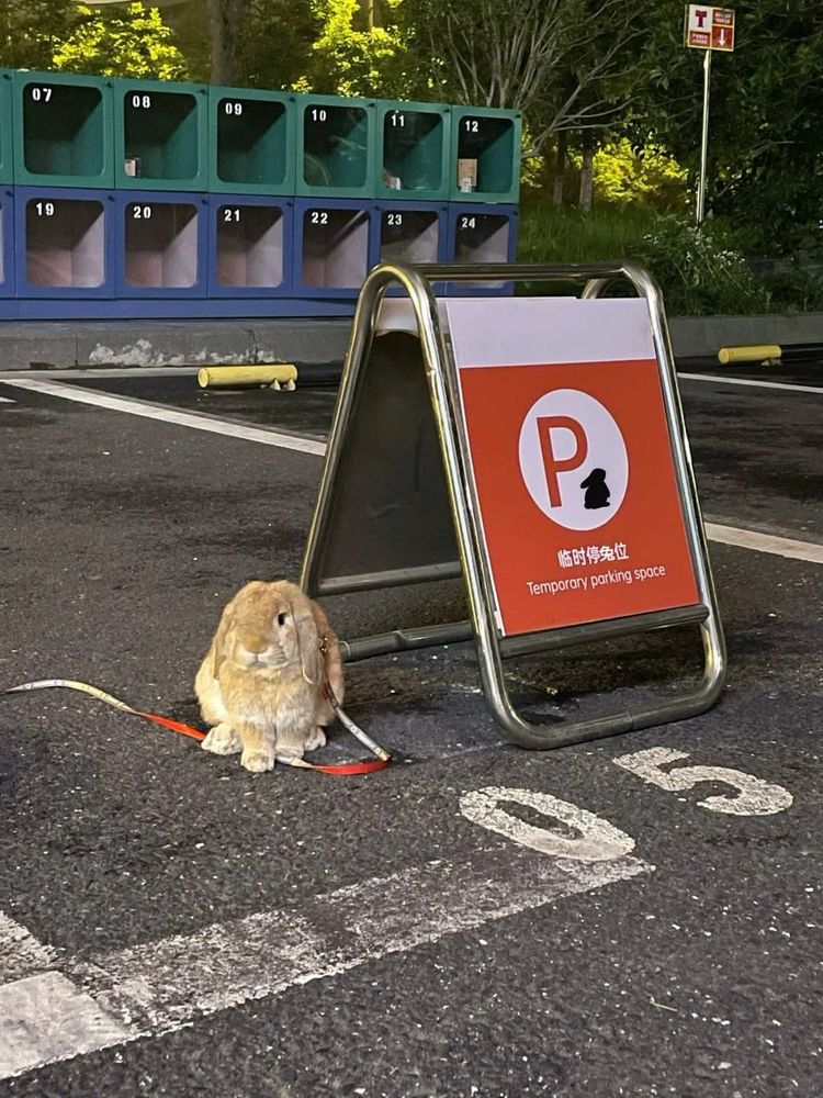 A brown bunny sits on a leash in a parking lot next to a "Temporary parking space" sign. The background shows cubby storage units and greenery during night.