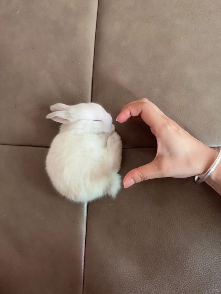 A small white bunny sleeps curled up on a brown surface. A hand beside it forms a heart shape.