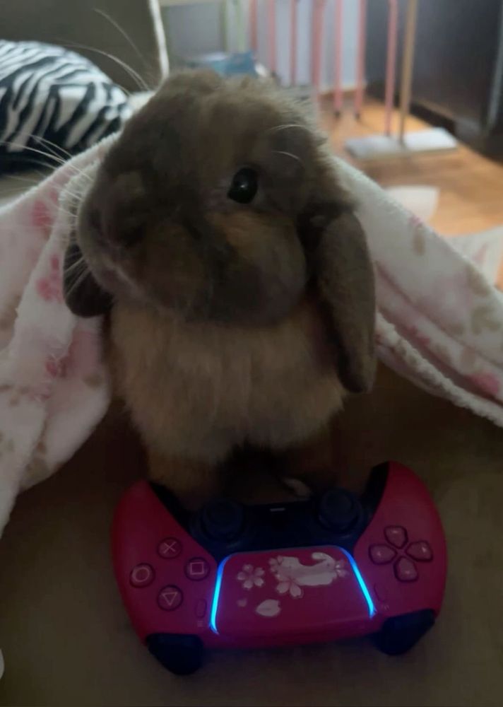 A brown bunny peeks out from a soft pink blanket, sitting behind a red gaming controller with blue lights.