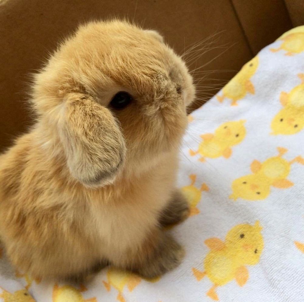 A small light brown bunny sits on a white blanket with yellow ducklings.