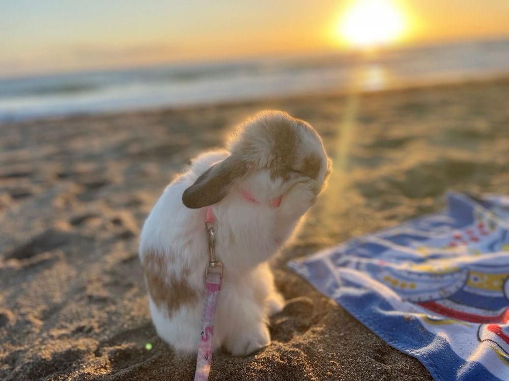 A bunny on a leash sits on sandy beach at sunset while it grooms its face.