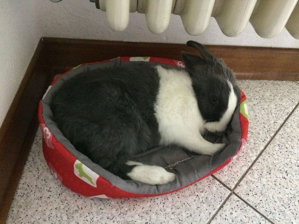 A black and white bunny curls up in a cozy red pet bed, nestled next to a radiator on a tiled floor.
