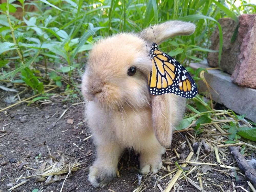 A light brown bunny with a monarch butterfly perched on its ear, surrounded by green grass and dirt.