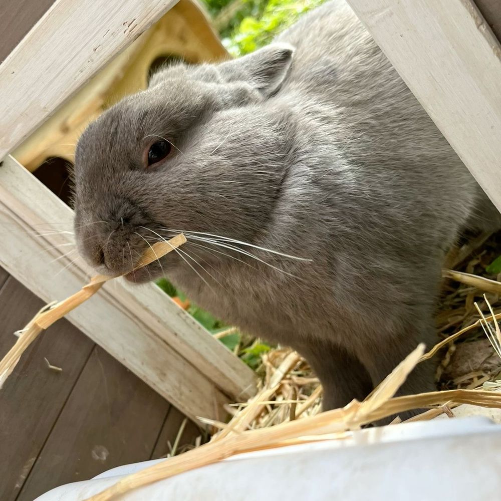 A gray bunny nibbles on a piece of straw while sitting inside a wooden structure with hay scattered around.