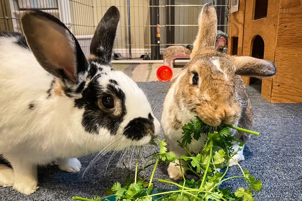 Two bunnies are indoors on a carpet, munching on green parsley. One is brown and white, the other is black and white.