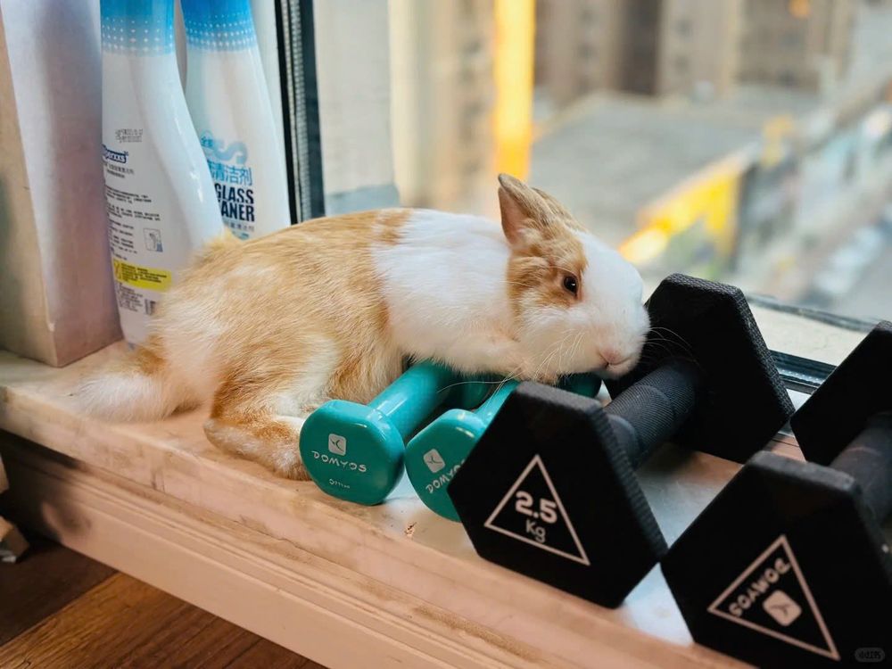 A brown and white bunny is lying on teal and black dumbbells by a window, with bottles in the background.