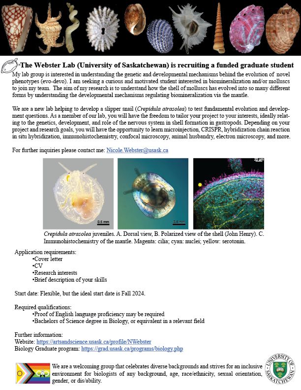 My lab group is interested in understanding the genetic and developmental mechanisms behind the evolution of  novel phenotypes (evo-devo). I am seeking a curious and motivated student interested in biomineralization and/or molluscs to join my team.  The aim of my research is to understand how the shell of molluscs has evolved into so many different forms by understanding the developmental mechanisms regulating biomineralization via the mantle. 

We are a new lab helping to develop a slipper snail (Crepidula atrasolea) to test fundamental evolution and development questions. As a member of our lab, you will have the freedom to tailor your project to your interests, ideally relating to the genetics, development, and role of the nervous system in shell formation in gastropods. Depending on your project and research goals, you will have the opportunity to learn microinjection, CRISPR, hybridization chain reaction in situ hybridization, immunohistochemistry, confocal microscopy, animal husb