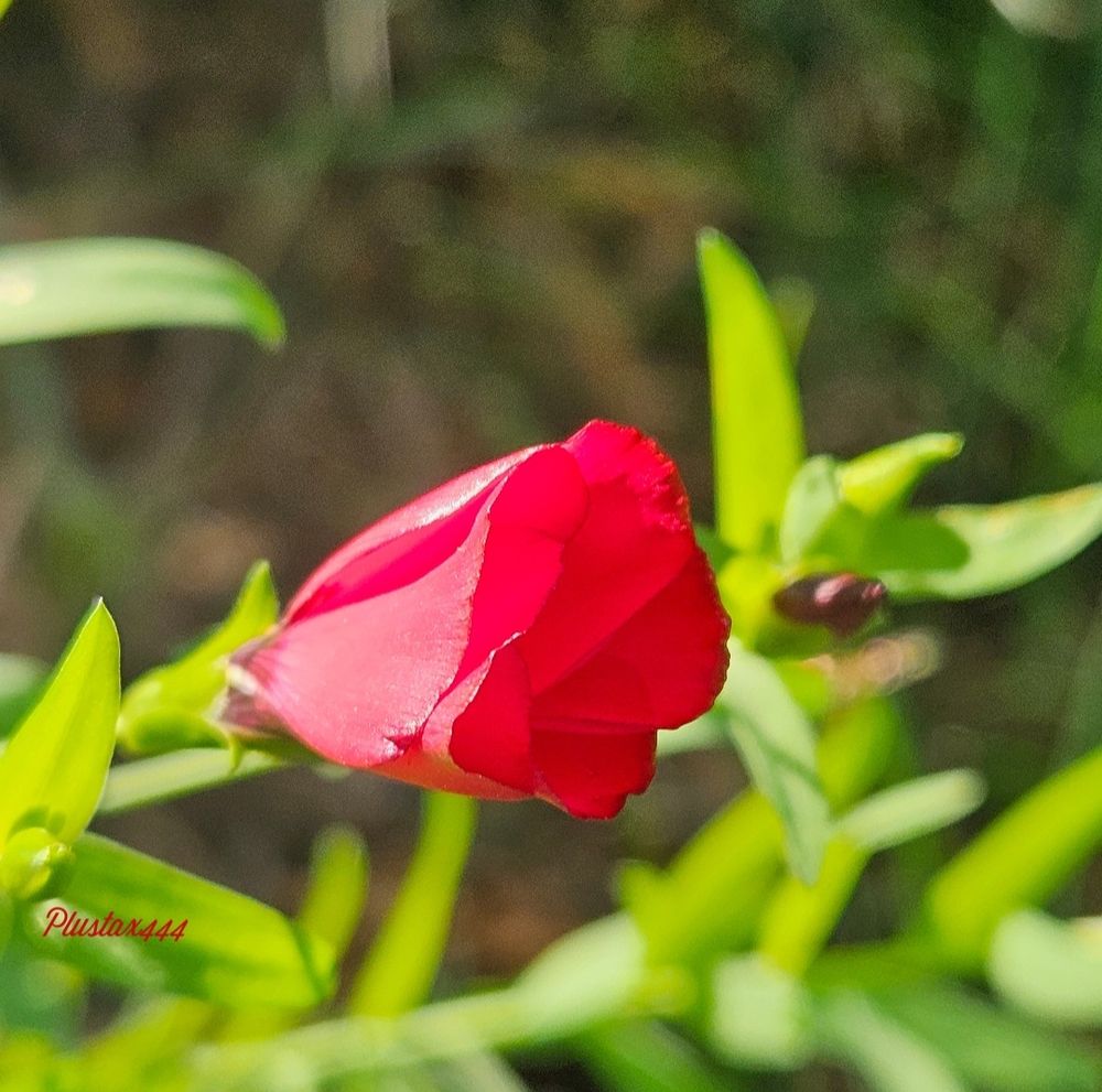 Crimson flax