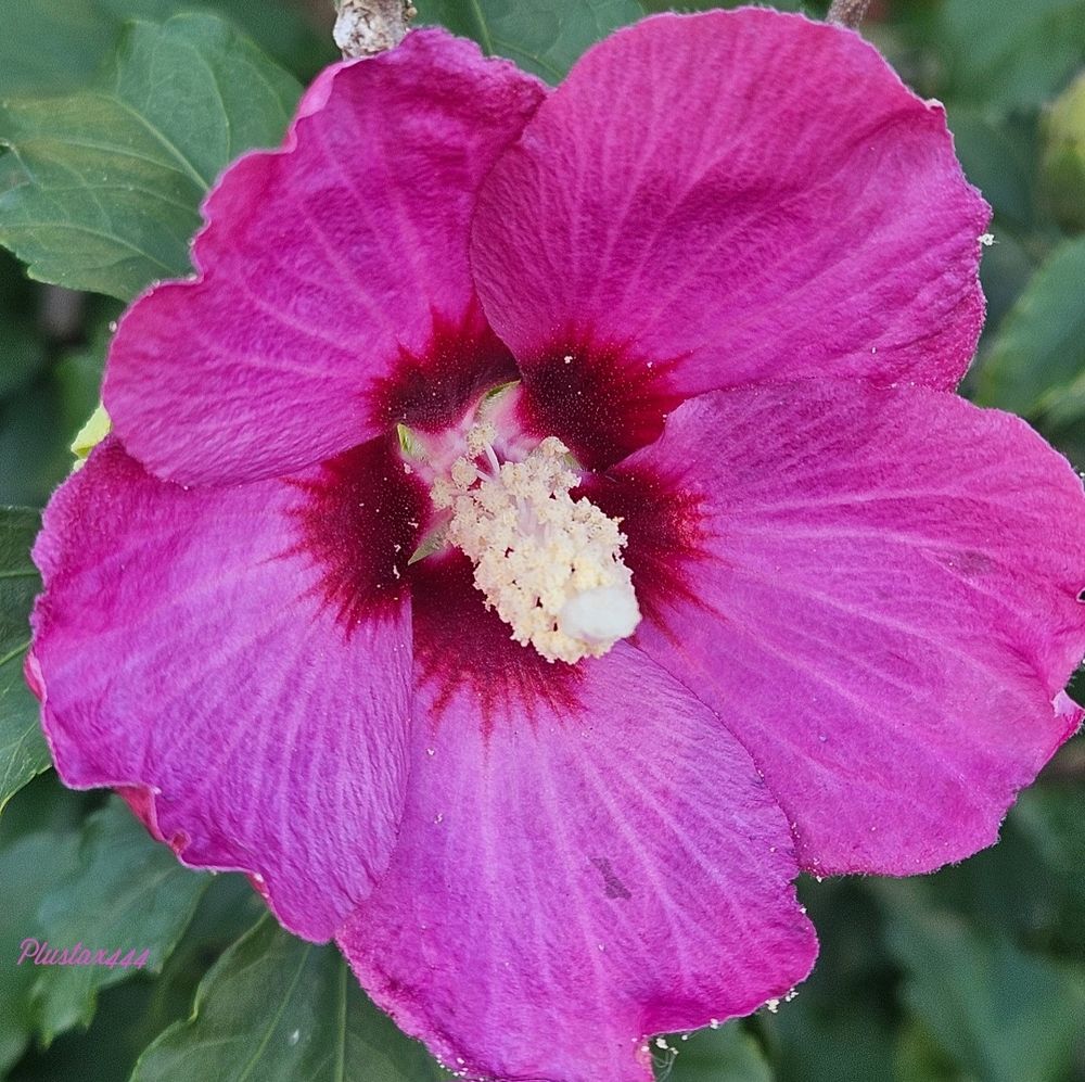 Rose of sharon