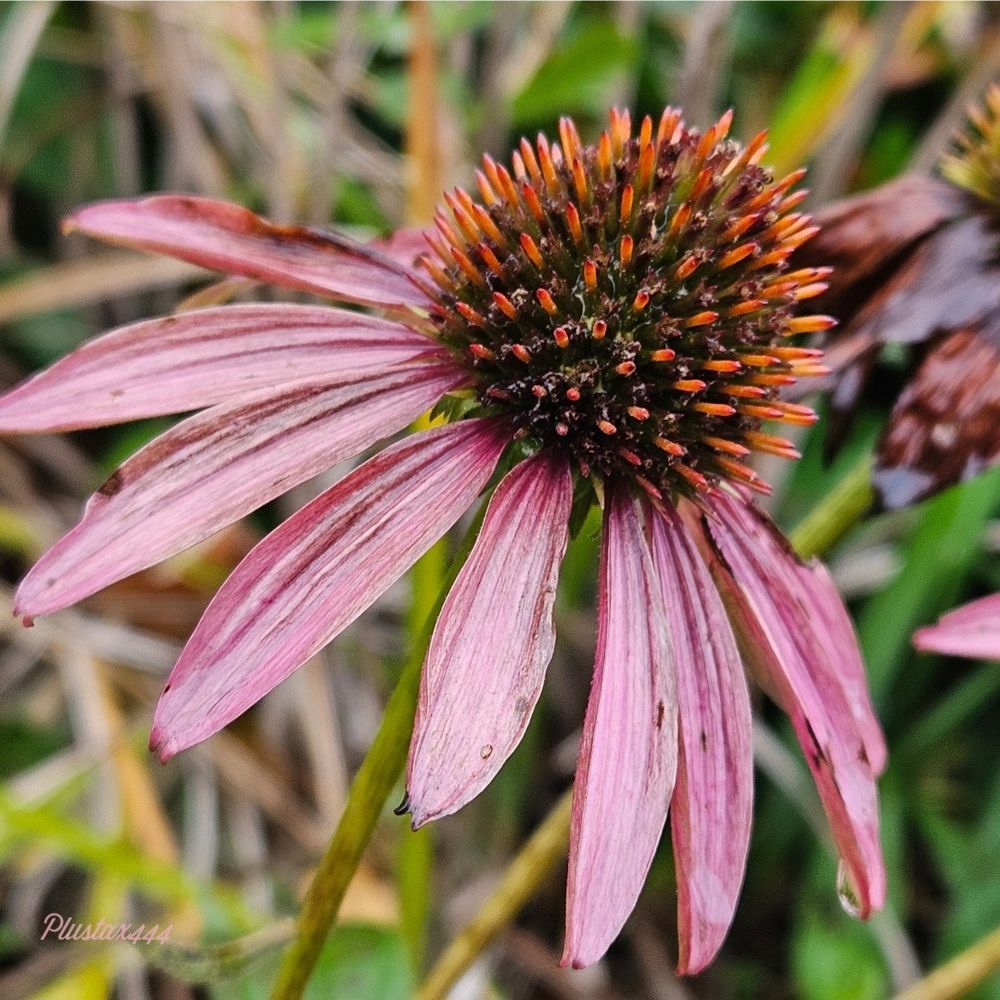 Purple coneflower 